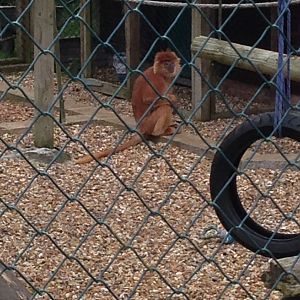 Javan Langur - (Trachypithecus Auratus Auratus)