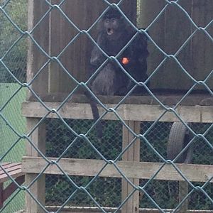 Javan Lutung - (Trachypithecus Auratus)