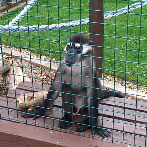 Collared Mangabey - (Cercocebus Torquatus)