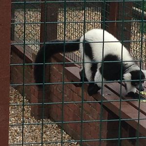 Black and White Ruffed Lemur - (Varecia Variegata)