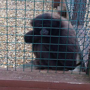 Mueller's Gibbon - (Hylobates Muelleri)