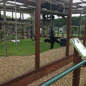 Siamang - (Symphalangus Syndactylus) and Mueller's Gibbon - (Hylobates Muelleri)