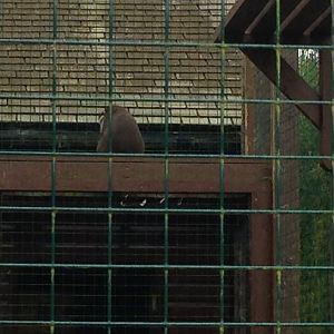 Red-Tailed Guenon - (Cercopithecus Ascanius)