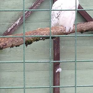 Snowy Owl - (Bubo Scandiacus)