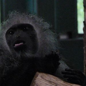 King Colobus, September 2017