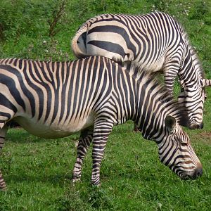 Hartmann's Mountain Zebra, September 2017