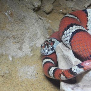 Ruthven's Kingsnake?