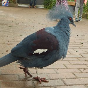 Western Crowned Pigeon
