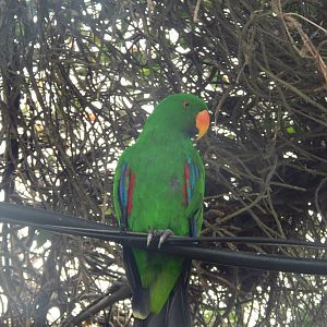 Male Eclectus Parrot