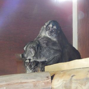 Spix's Night Monkeys