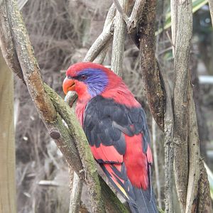 Black-winged Lory