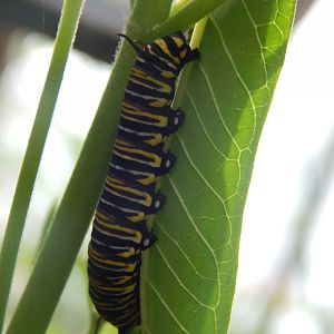 Monarch Caterpillar