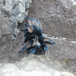 Mexican Redleg (Brachypelma emilia)