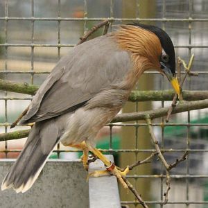 Brahminy starling