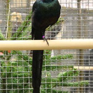 Long-tailed glossy starling