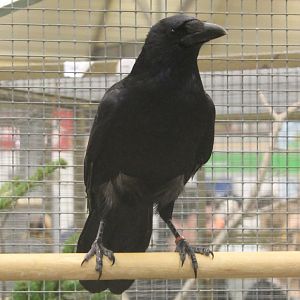 Carrion crow
