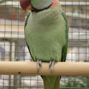 Alexandrine parakeet
