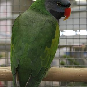 Derbyan parakeet