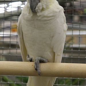 Lesser yellow-crested cockatoo