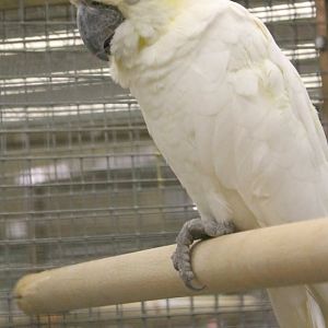 Lesser yellow-crested cockatoo