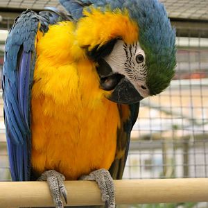 Blue-and-yellow macaw