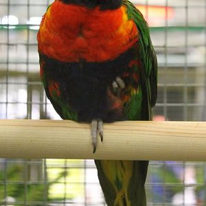 Rainbow lorikeet