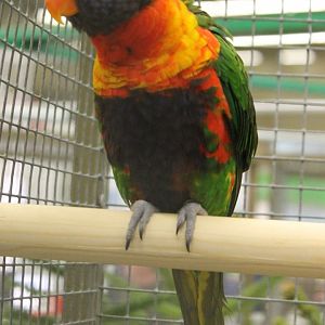 Rainbow lorikeet