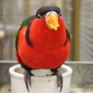 Salvadori's black-capped lory