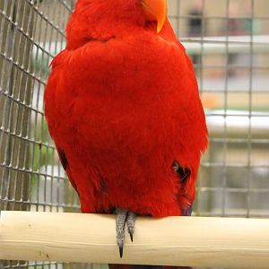 Red lory