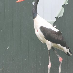 Saddle-billed stork