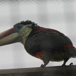 Curl-crested aracari