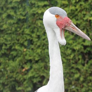 Wattled crane