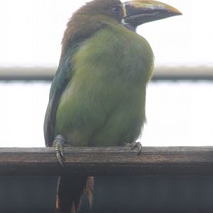 Blue-throated toucanet