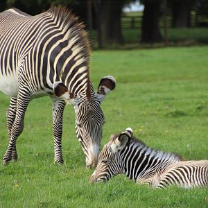 Grevy zebra foal and mother