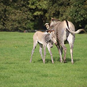 Grevy zebra
