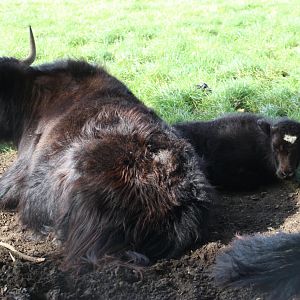 Yak calf