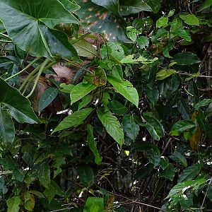 Hoffmann's Two-toed sloth