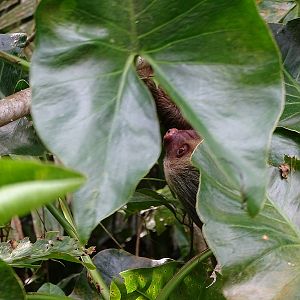 Hoffmann's Two-toed sloth