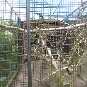 Vogelpark Niendorf - Blue-and-yellow macaw aviary