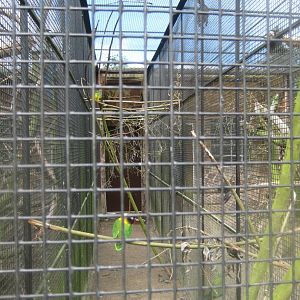 Vogelpark Niendorf - Lovebird/Senegal parrot aviary
