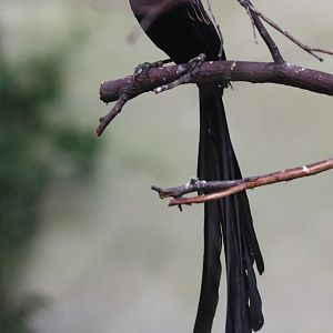 Red-collared Widowbird (Euplectes ardens "concolor"), ad. male, September 2017