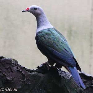 Solomon Red-knobbed Imperial Pigeon (Ducula rubricera rufigula), September 2017