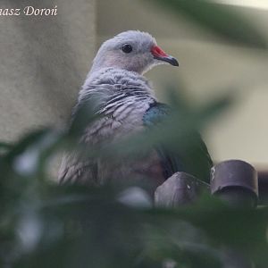 Solomon Red-knobbed Imperial Pigeon (Ducula rubricera rufigula), September 2017