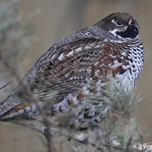Hazel Grouse (Bonasa bonasia), ad. male, September 2017