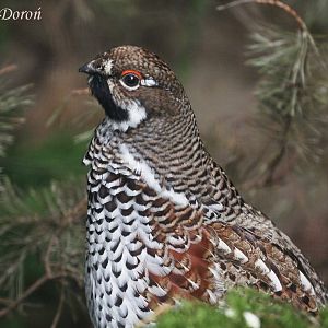 Hazel Grouse (Bonasa bonasia), ad. male, September 2017