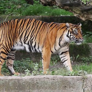 Sumatran Tiger (Panthera tigris sumatrae), female "Ratu" (born in 2003 at Krefeld Zoo)