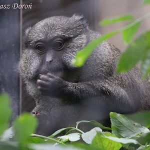 Allen's Swamp Monkey (Allenopithecus nigroviridis), last female, September 2017