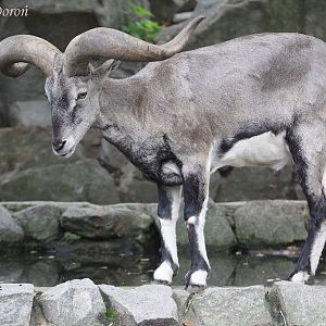 Chinese Bharal (Pseudois nayaur szechuanensis), ad. male, September 2017