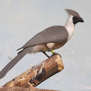 Bare-faced Go-away-bird (Corythaixoides leopoldi), September 2017