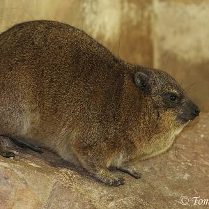 Rock Hyrax (Procavia capensis), September 2017